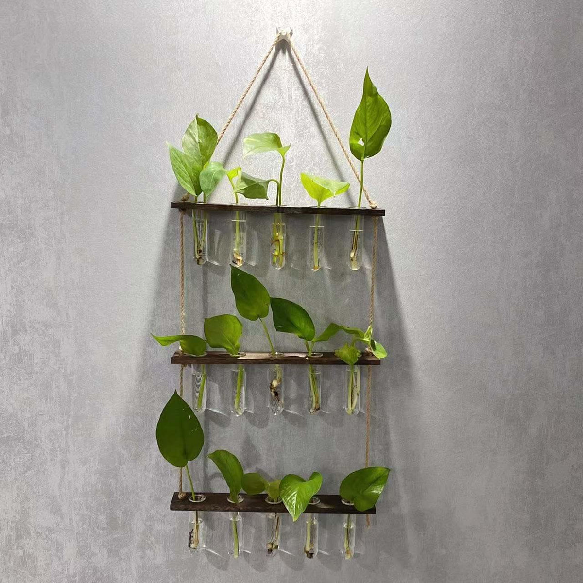 Organisateur de plantes artisanal en verre borosilicate et bois à trois couches