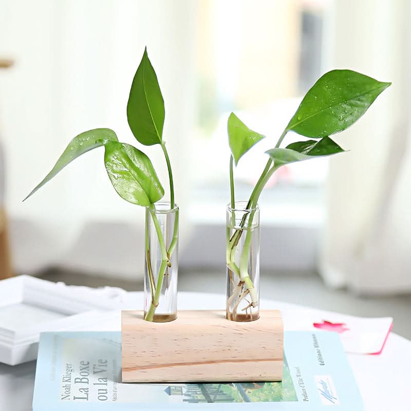 Glass Hydroponic Vase – Stylish and Functional Indoor Small Vase for Plants