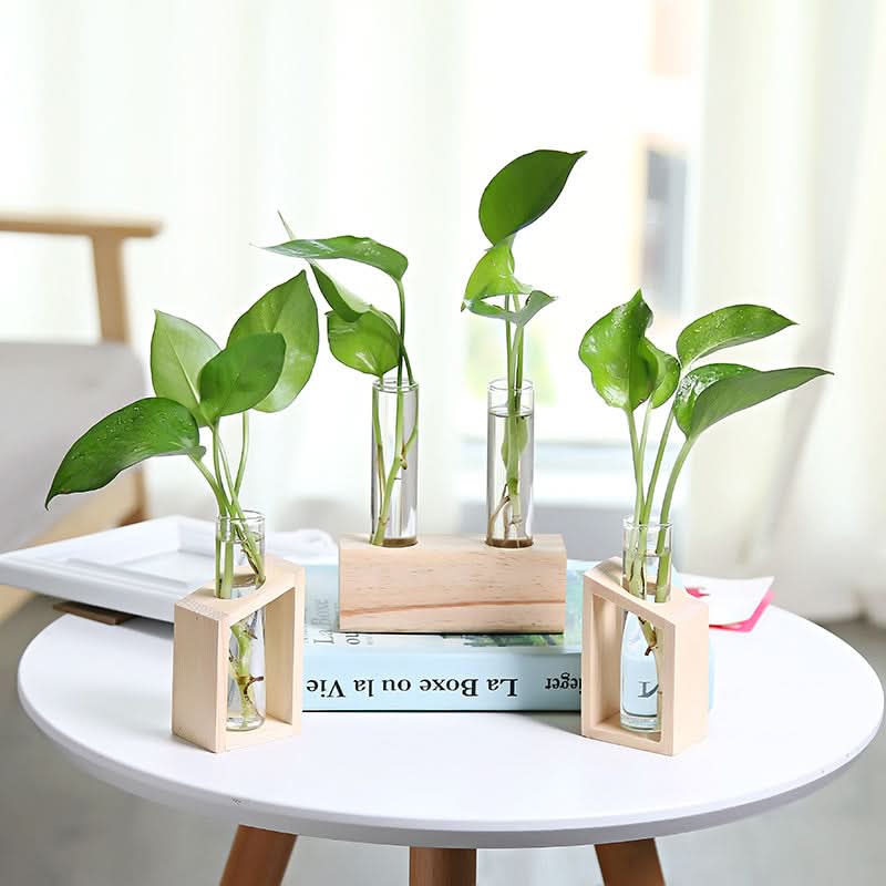 Vase hydroponique en verre – Petit vase d'intérieur élégant et fonctionnel pour plantes