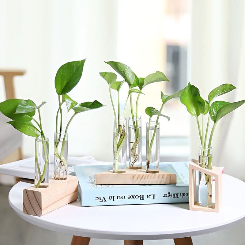Glass Hydroponic Vase – Stylish and Functional Indoor Small Vase for Plants