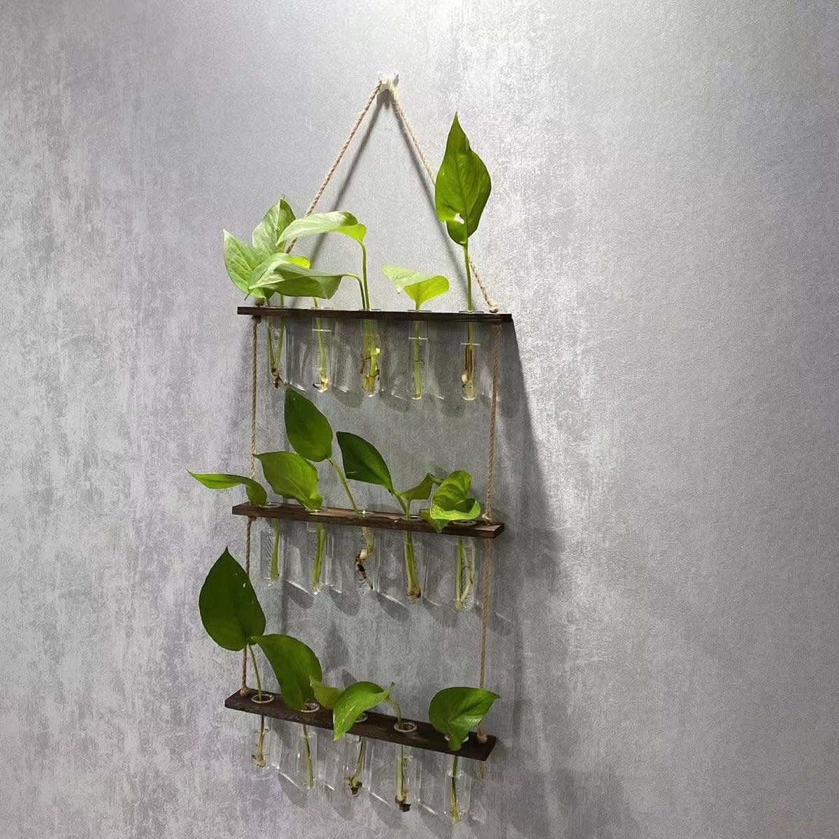 Organisateur de plantes artisanal en verre borosilicate et bois à trois couches