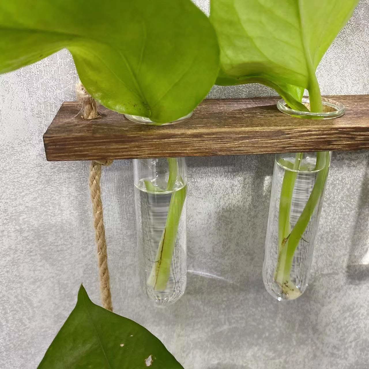 Organisateur de plantes artisanal en verre borosilicate et bois à trois couches